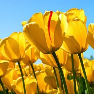 Meet your Posher, Sally